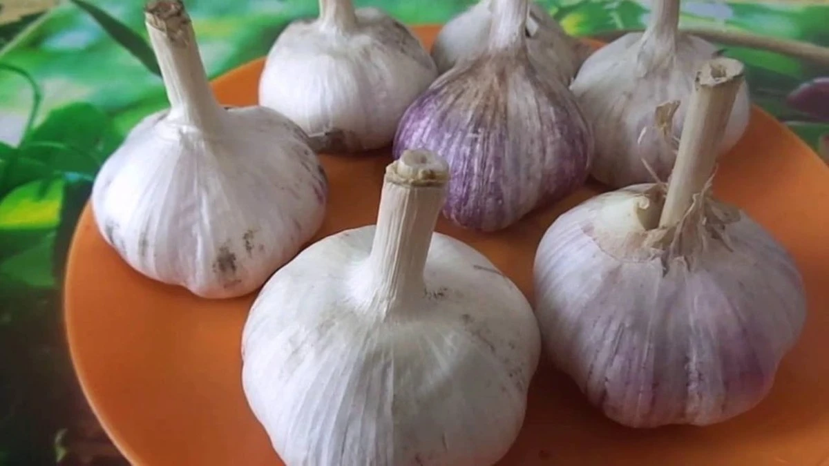 Diez años plantando ajos en fila aburrían, hasta que el vecino me reveló el secreto del "nido"