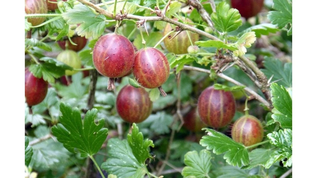 Dos cucharadas de nitrato de amonio por cubo: tus grosellas saldrán el doble de grandes