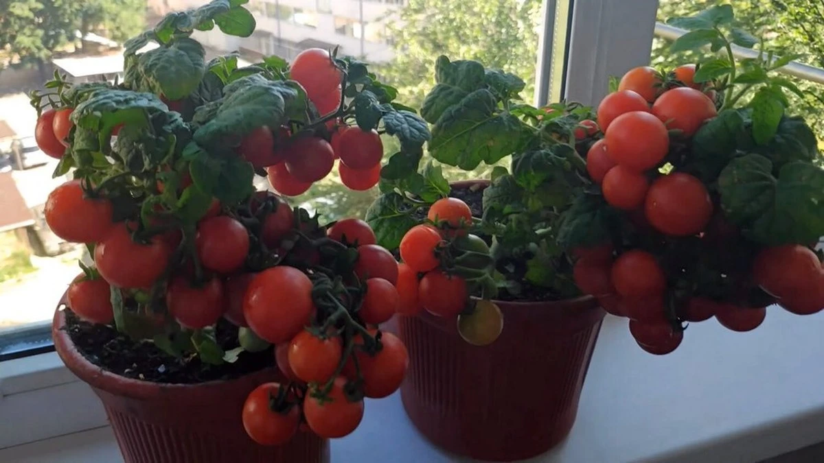 Cultiva tomates en tu ventana: olvida el huerto gigante