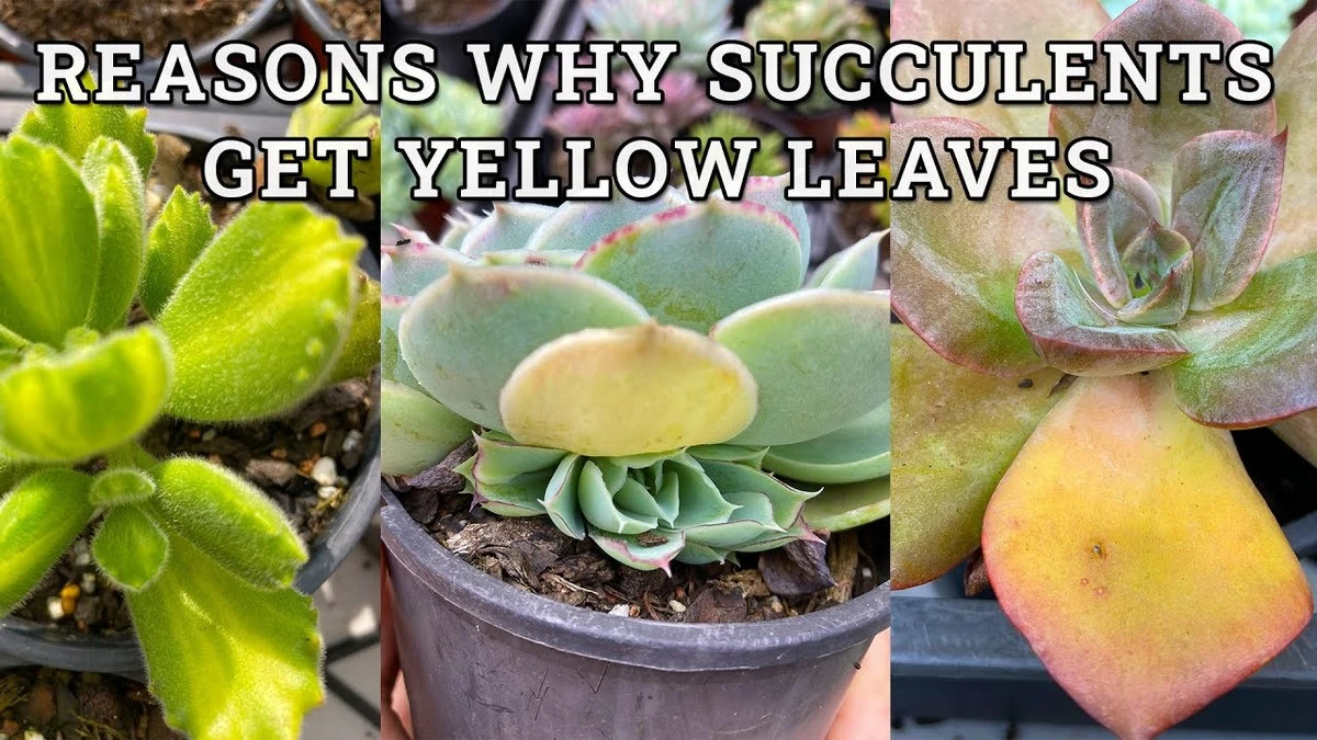 Por qué las hojas de tus suculentas se ponen amarillas en invierno (y cómo salvarlas) - image 1