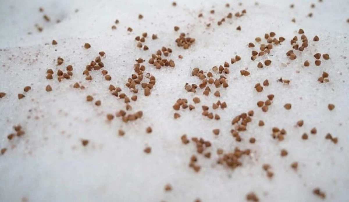 El truco de la abuela que duplica tu cosecha de primavera: usa 2 granos en la nieve