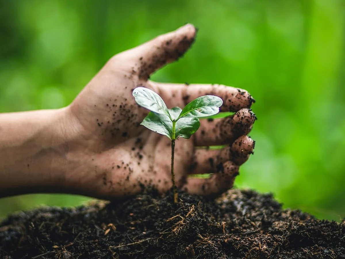 Tus plantas crecerán más fuertes con este simple gesto (científicamente comprobado) - image 1