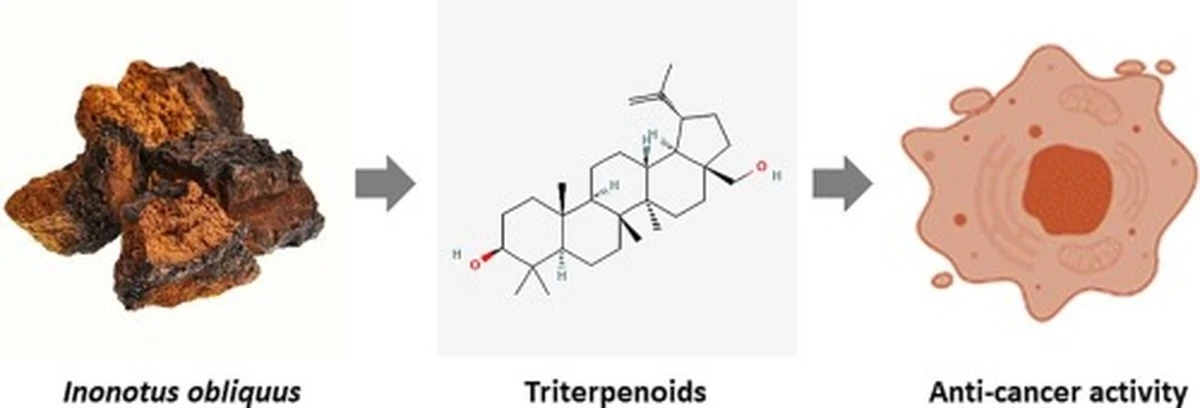 chagaelhongomil-extra-1.webp Chaga: ¿El hongo milagroso que