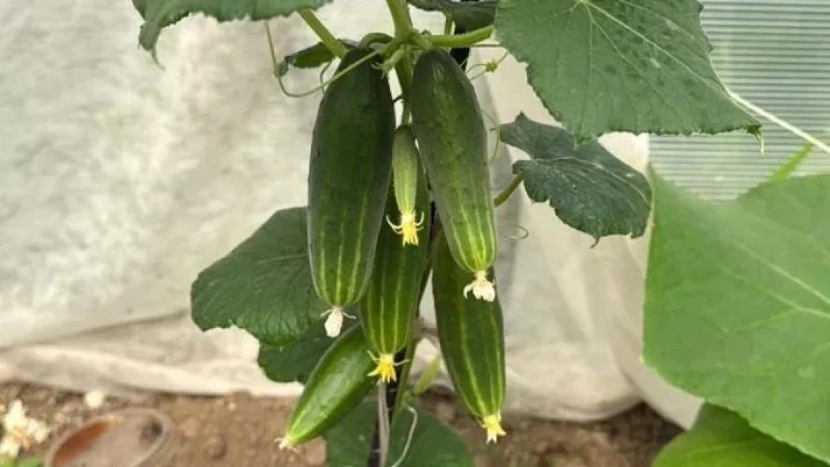 Por qué los agricultores expertos ponen dos pastillas en el agua para los pepinos antes del 15 de junio