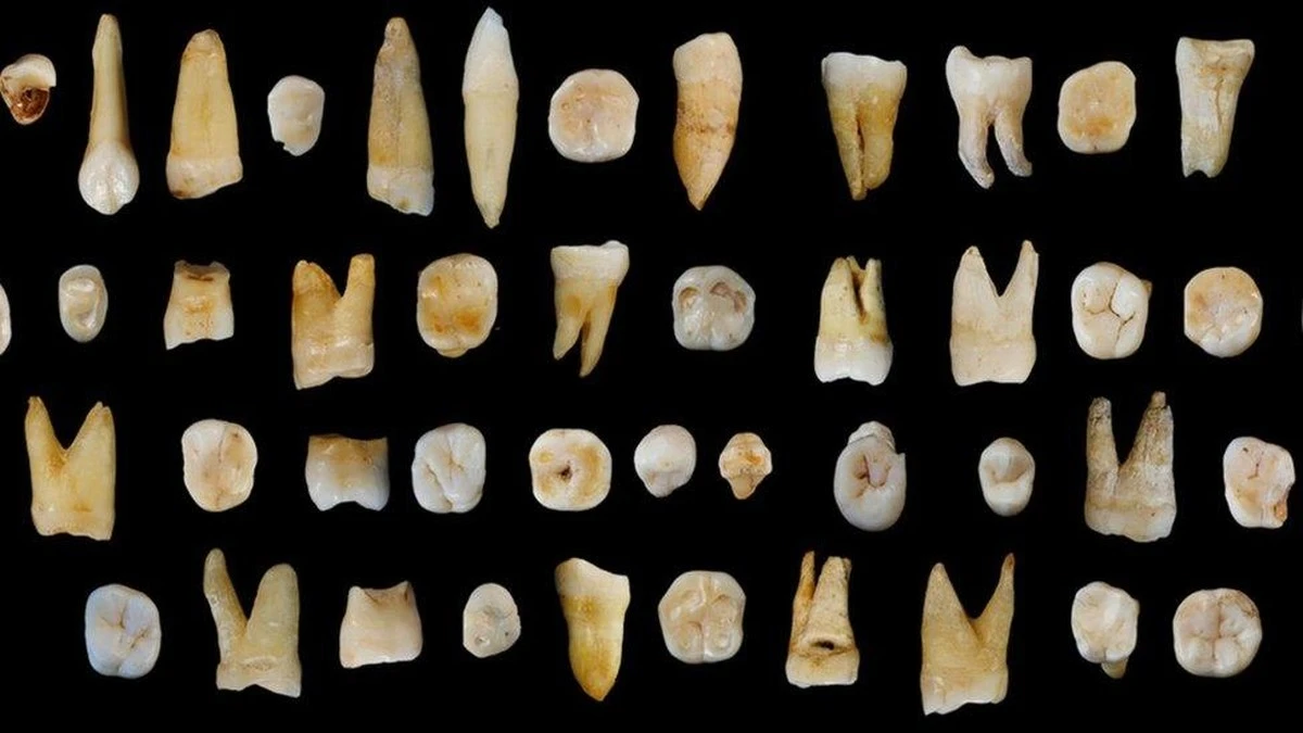 Lo que descubrieron en 51 dientes fosilizados cambia nuestra historia con el plomo - image 1