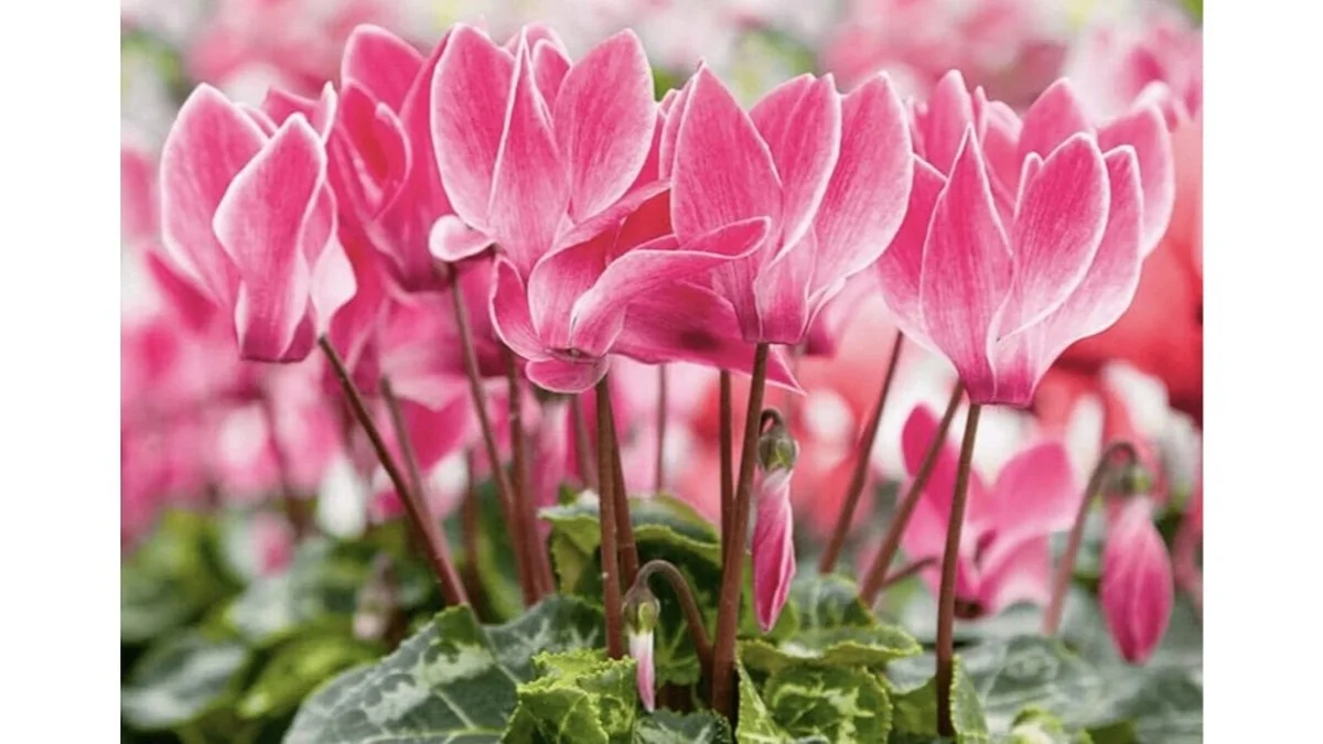 Cíclamenes: el secreto para que florezcan todo el invierno en tu casa