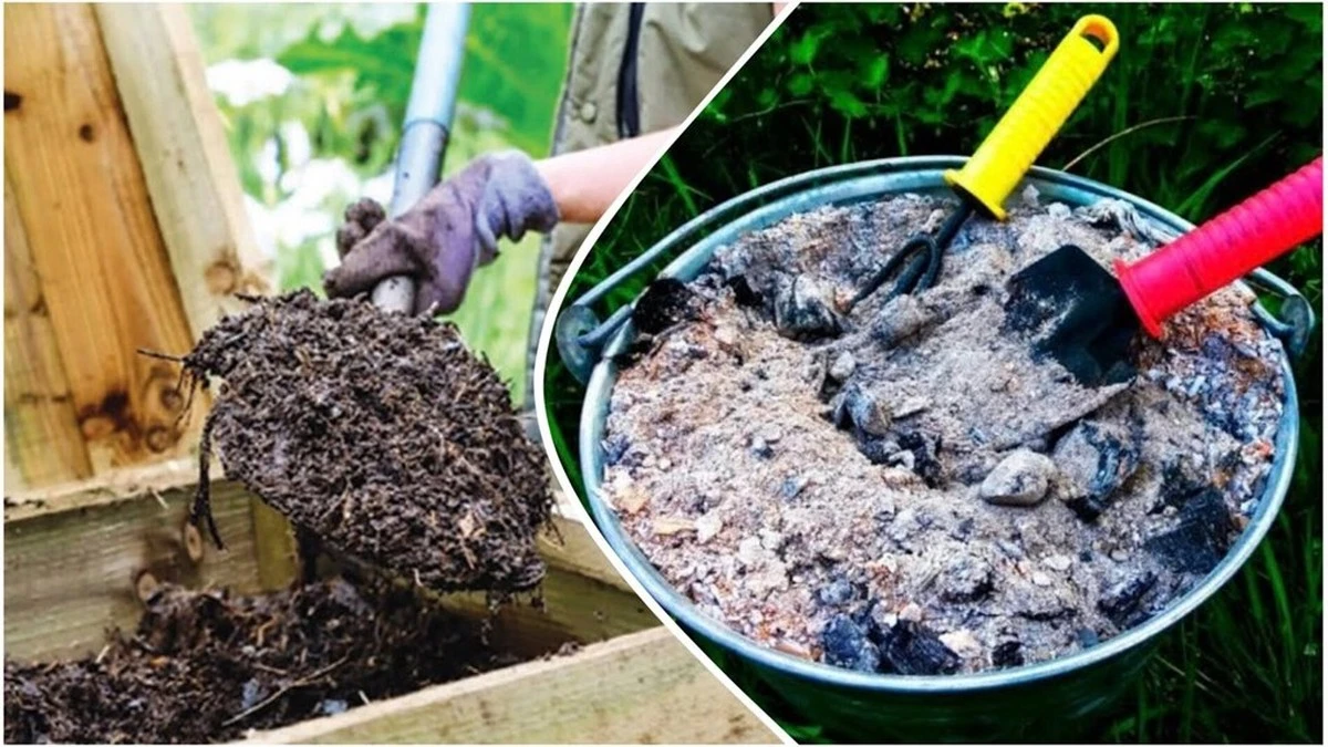 Por qué los jardineros experimentados añaden ceniza de madera al compost
