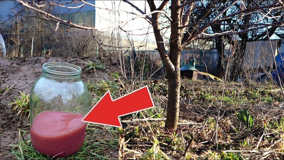 El secreto de mis vecinos: 2 tazas de fertilizante en marzo y recojo 150 kg de cerezas
