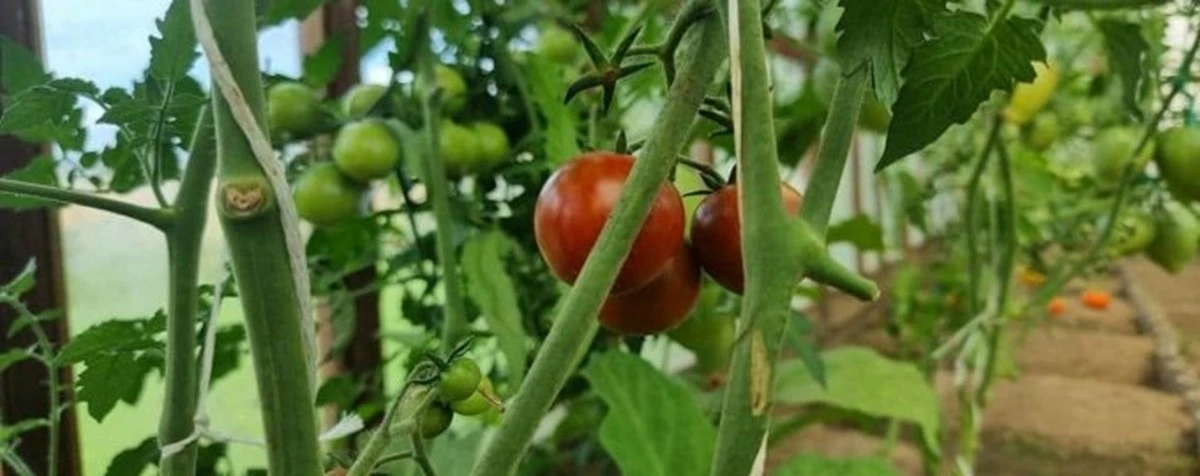 Por qué los jardineros experimentados cortan las puntas de sus tomates