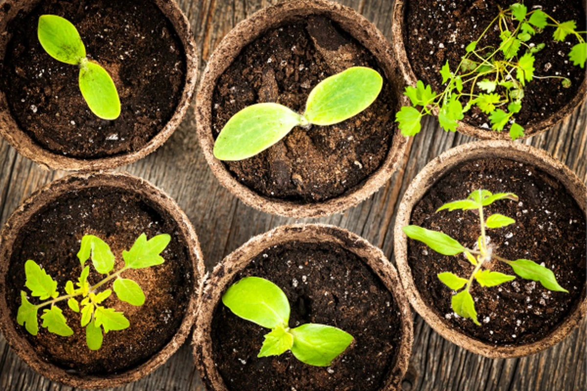 El sustrato secreto de los jardineros expertos revoluciona el crecimiento de tus plántulas - image 1