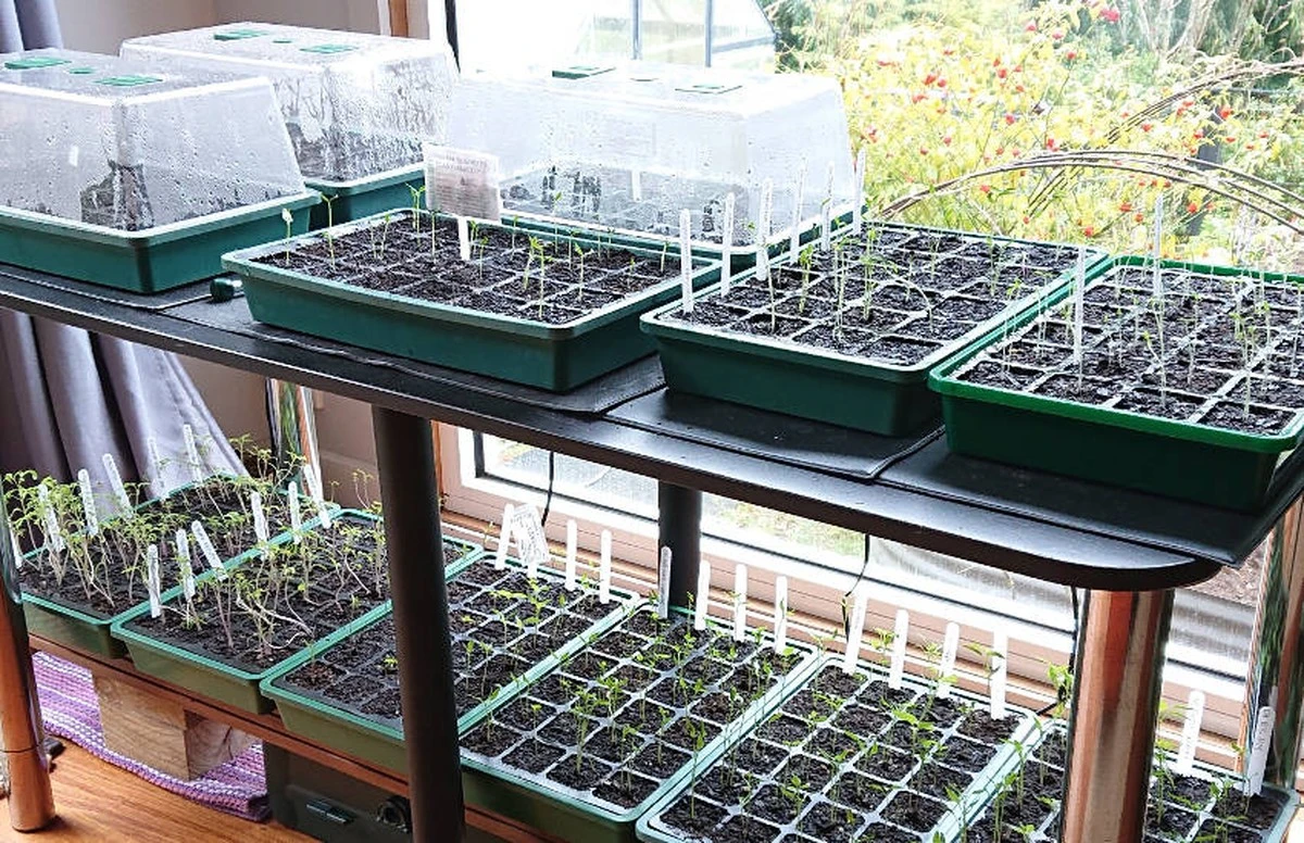 Mini invernadero casero: adiós a los gastos y hola a plántulas más fuertes - image 1