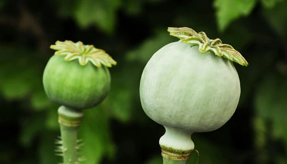 El calendario de siembra de febrero: la guía definitiva para evitar desastres y asegurar tus primeros brotes
