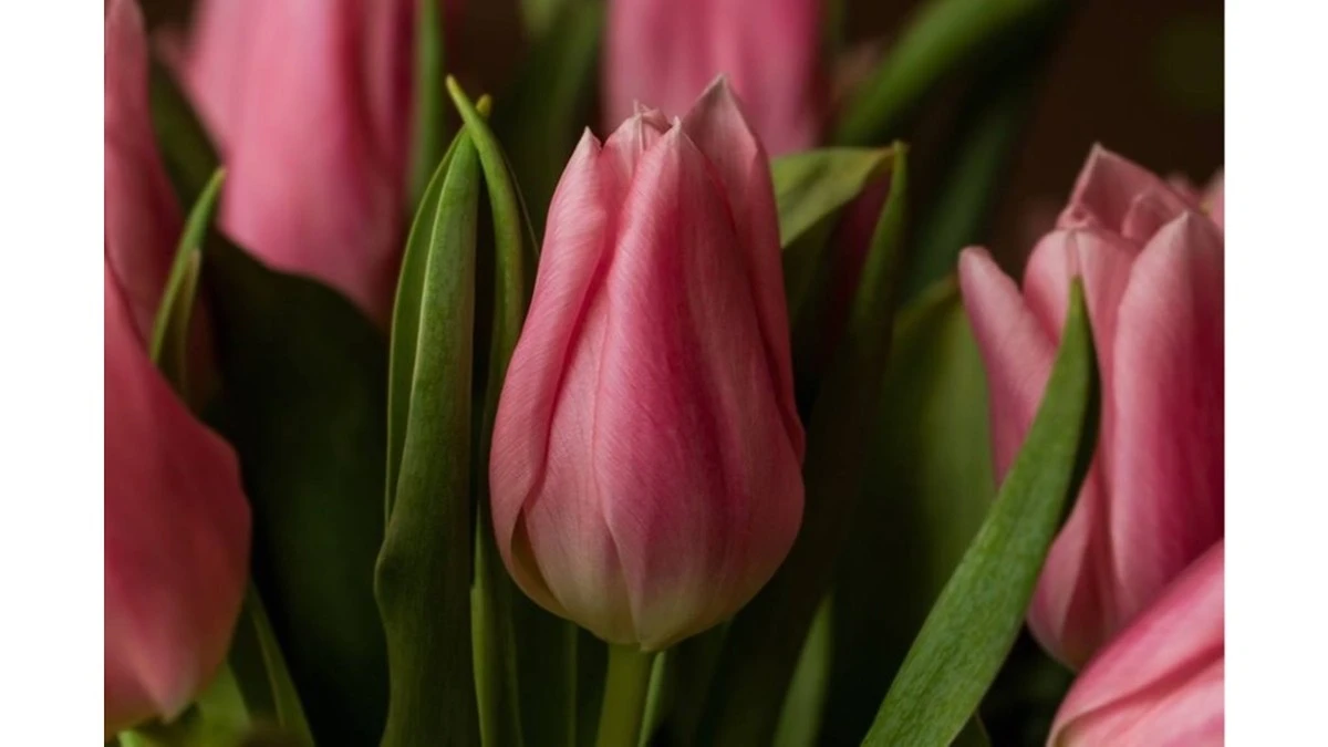 Un gesto simple: cómo mis tulipanes superaron a las peonías de la vecina