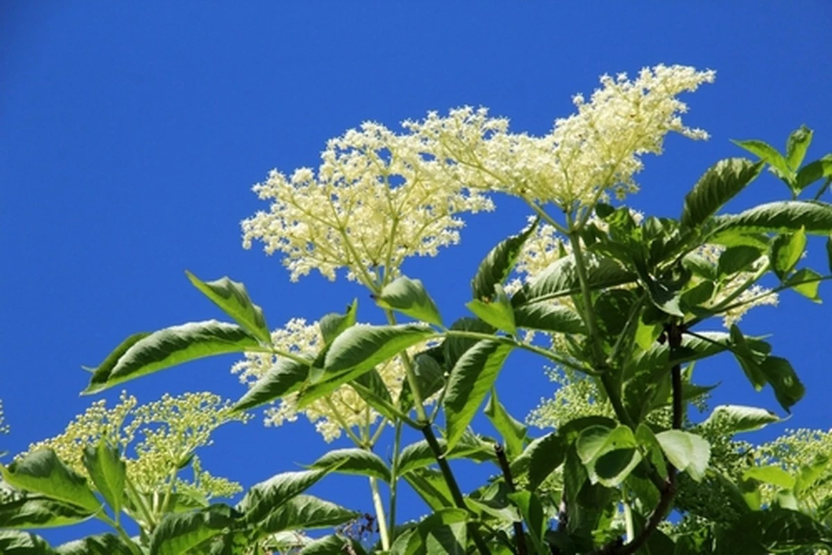 La farmacéutica me vio la compra y preguntó: "¿Ha probado las flores de saúco?" Y mi tos se fue.