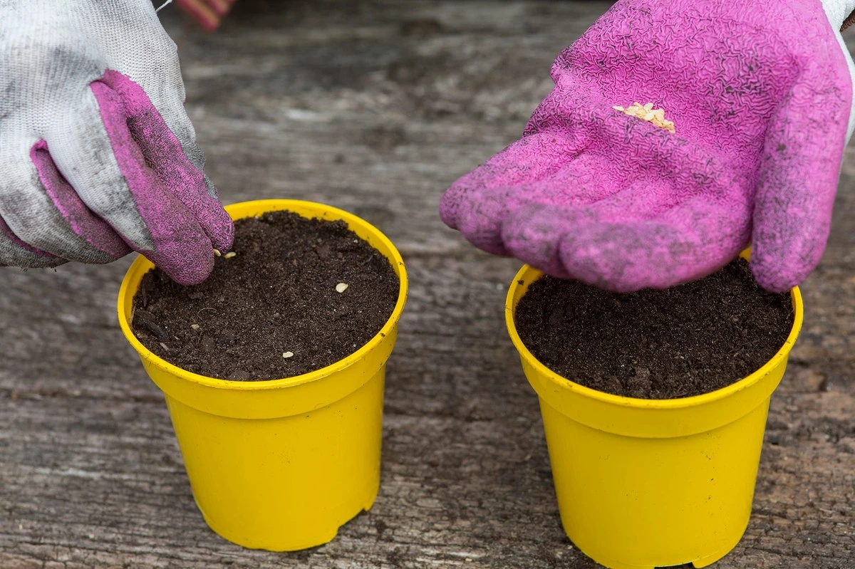 El calendario de siembra de febrero: la guía definitiva para evitar desastres y asegurar tus primeros brotes - image 1
