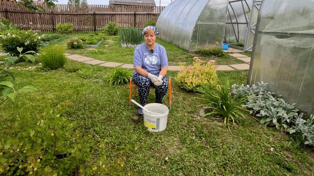 Adiós a los fertilizantes caros: la vecina gastaba 50 € y yo usé un cubo de cenizas. ¡Mi jardín floreció más!