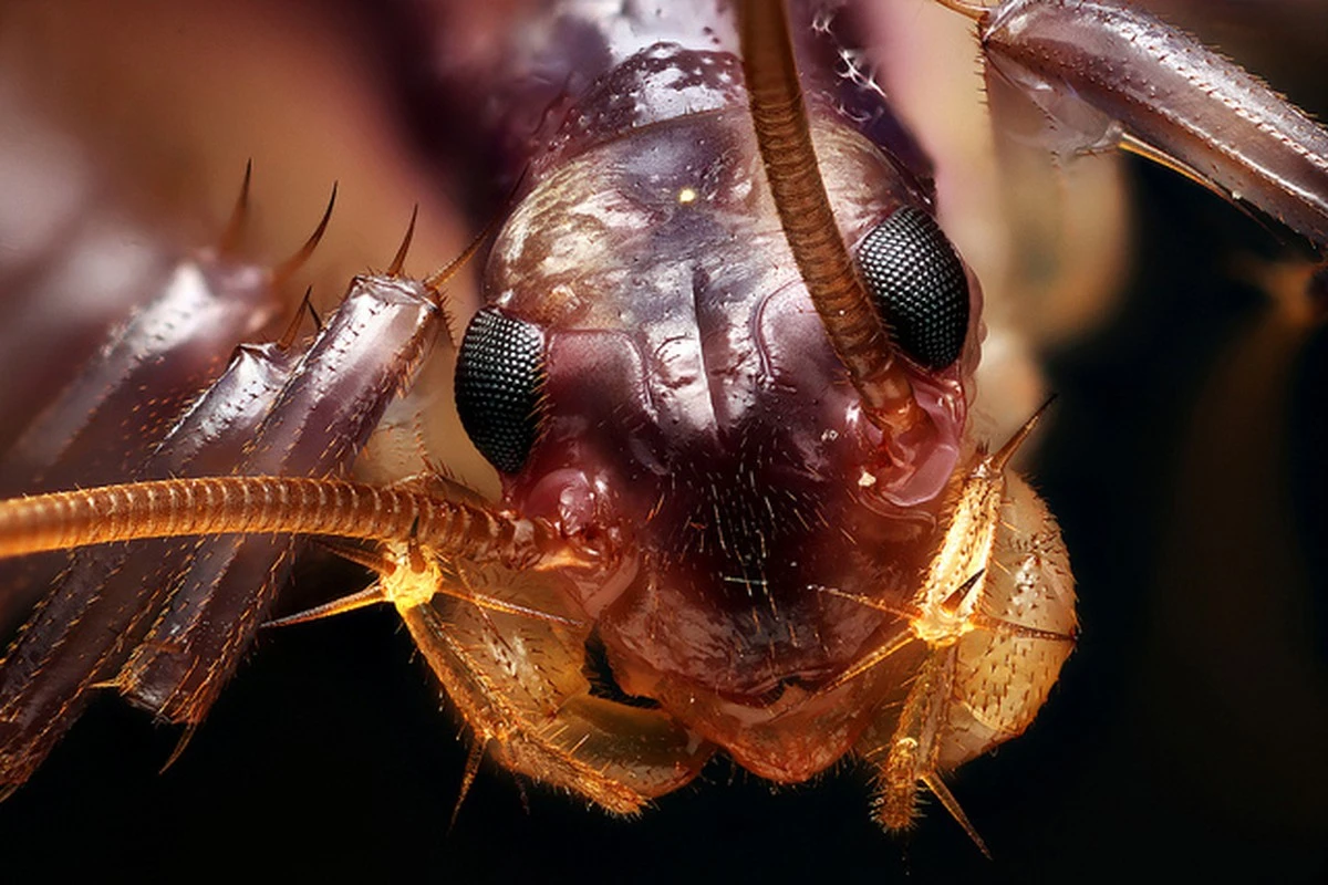 Por qué ver un ciempiés en casa es una señal de alerta sobre tus tuberías - image 1