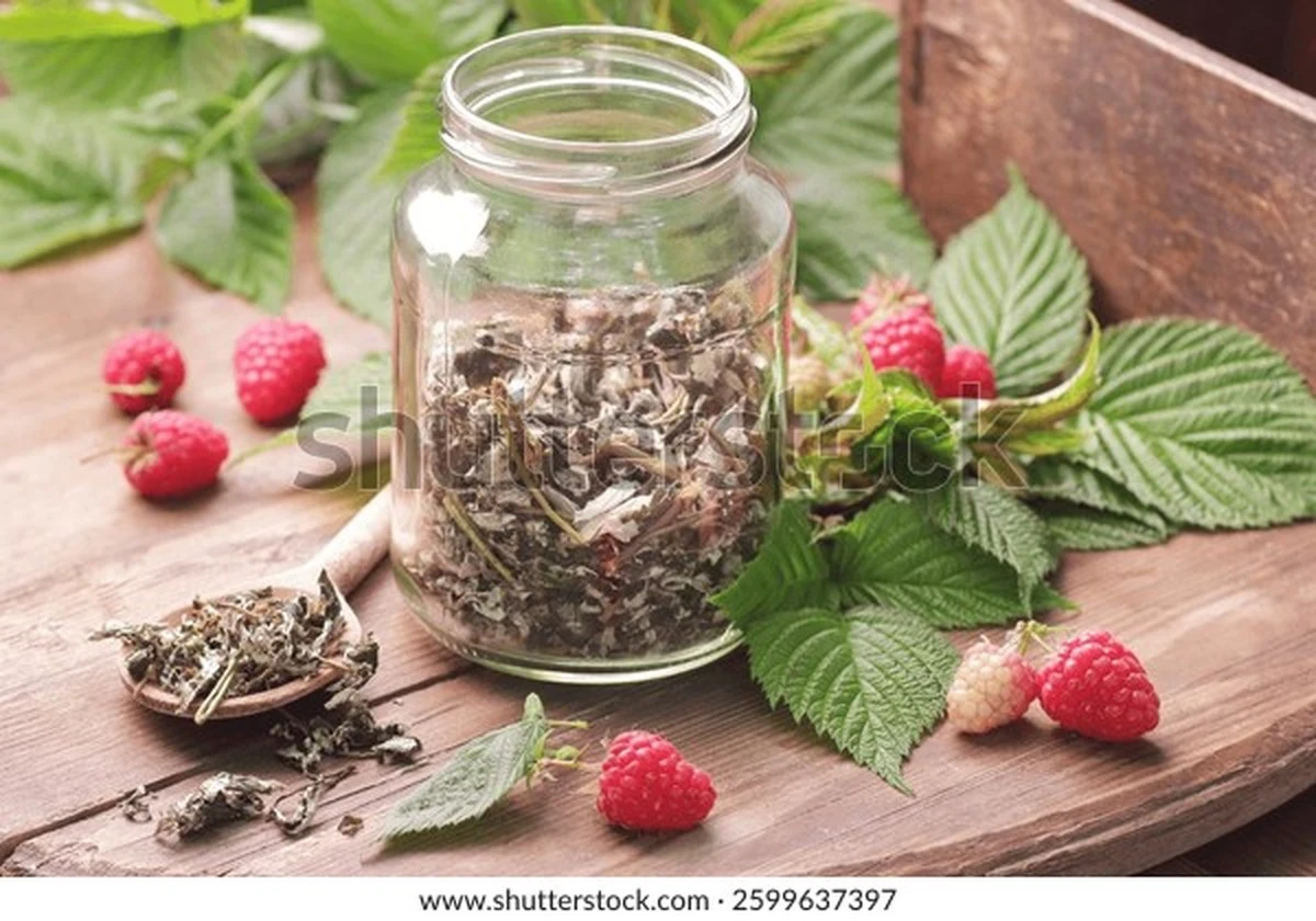 La infusión que mi abuela tomaba antes de cada parto: el secreto que descubrí recién ahora - image 1