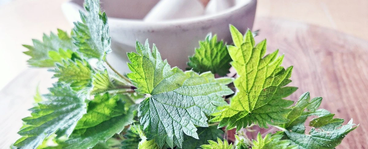 porquemiabuelor-extra-1.webp Por qué mi abuelo recolectaba ortigas cada primavera, y ahora yo también - image 1