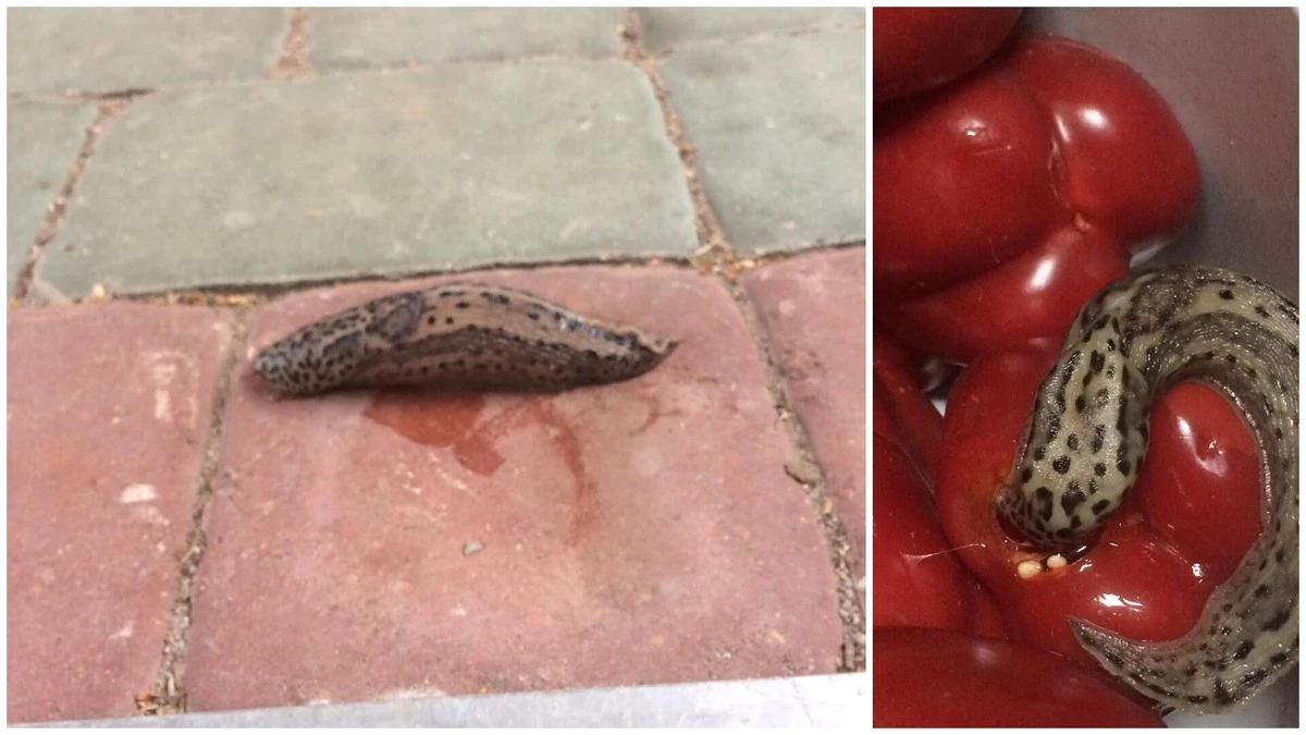 Por qué encontrar una babosa en tus verduras no es una mala señal