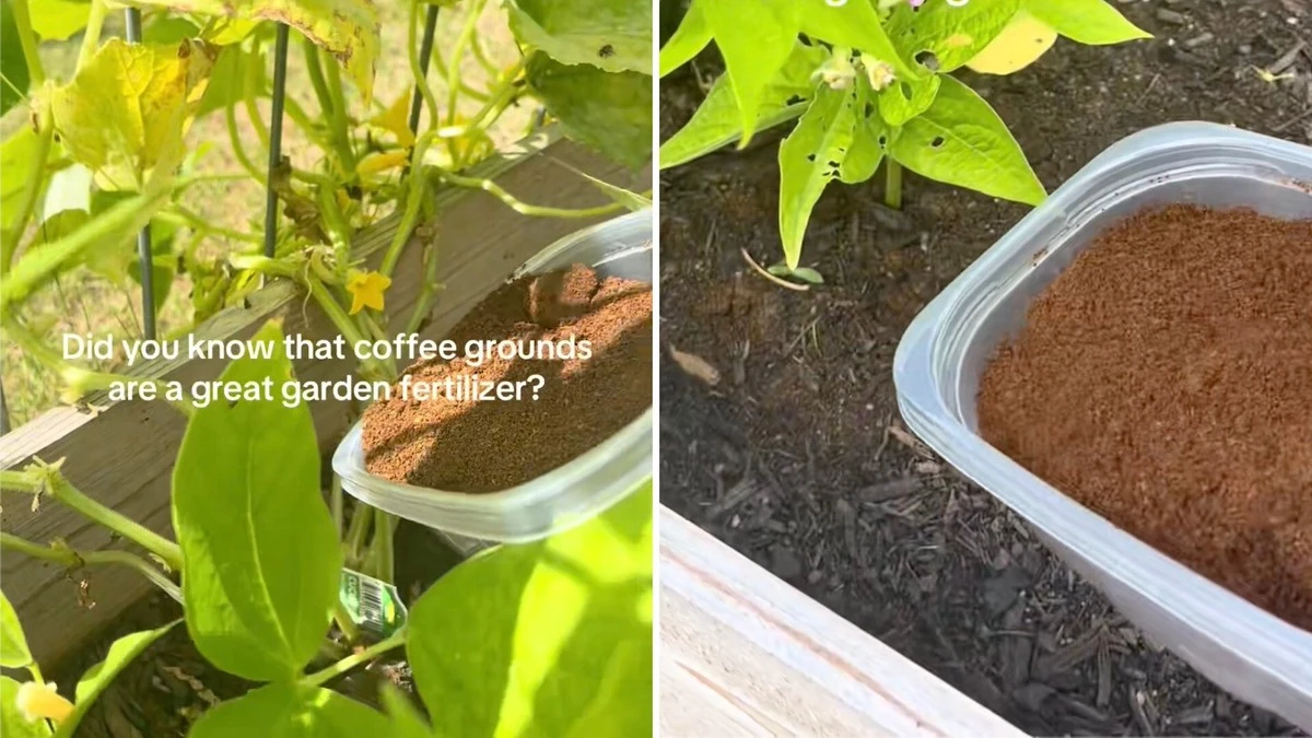 Enterrando pan y cáscaras de plátano en el jardín: mis vecinos creyeron que me había vuelto loca. Un mes después, ellos hacían lo mismo - image 1