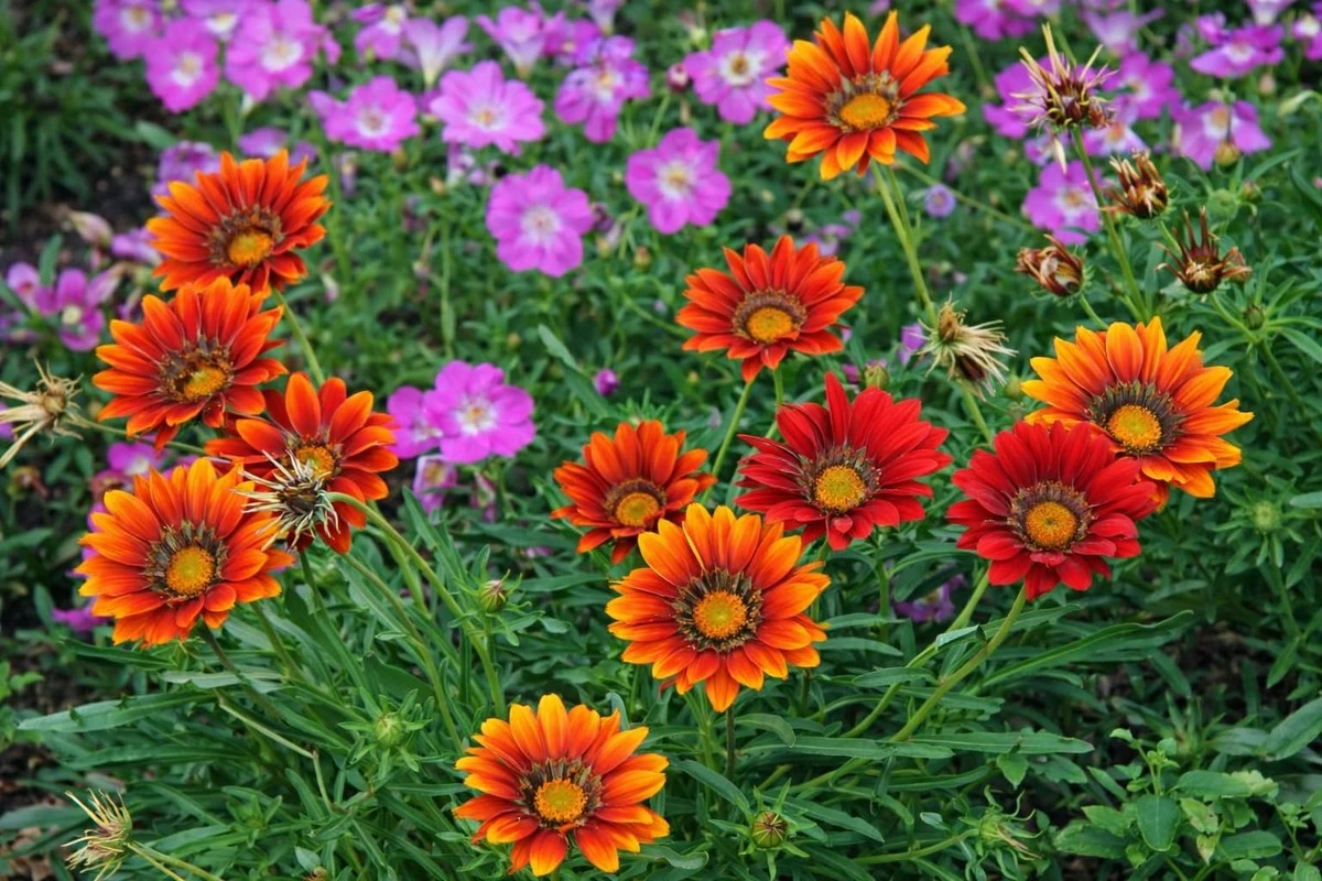 Por qué las gazanias de mi vecina son tan espectaculares que hasta los floristas las compran (y el método de un libro antiguo) - image 1
