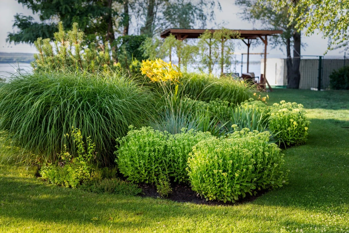 Por qué los jardineros inteligentes están sustituyendo las vallas de madera por esta planta