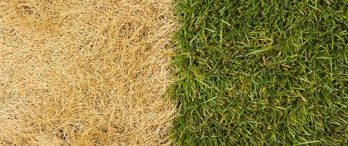 micespedparecia-extra-1.webp Mi césped parecía muerto después del invierno, pero 4 pasos lo revivieron en una semana - image 1