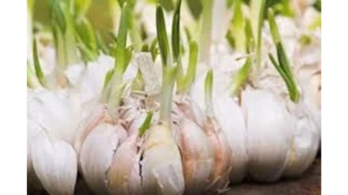 Por qué desechar el ajo brotado es un error: la revelación de mi vecina