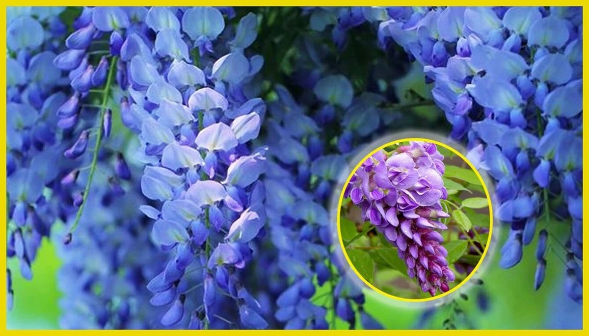 Transforma tu valla aburrida en un oasis verde: las 7 plantas que harán que tus vecinos envidien tu jardín