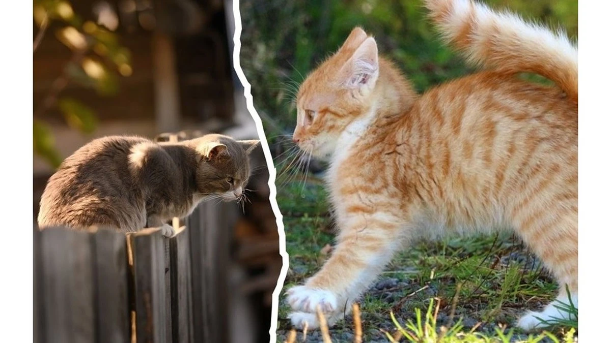 Por qué un gato desconocido en tu puerta es mucho más que una coincidencia
