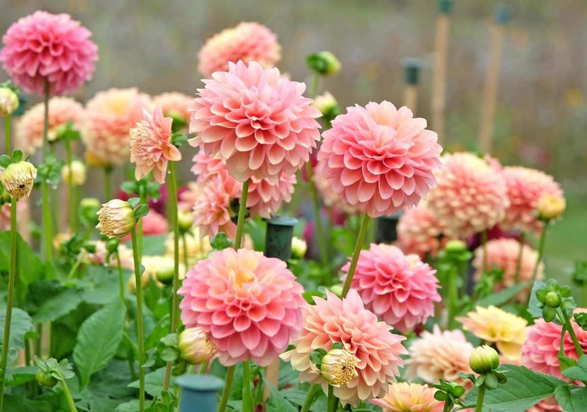 Siembra Dalias Como Mi Abuela: Flores Que Duran Hasta Las Primeras Heladas - image 1