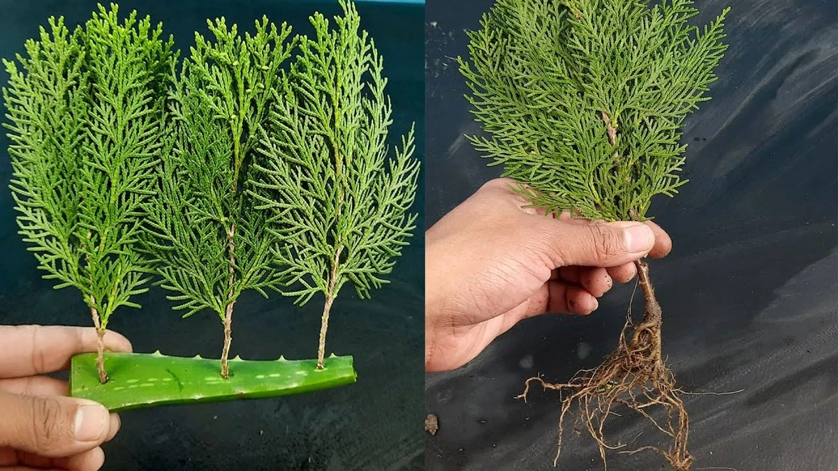 Convierte una rama de tuya en árbol real: cultiva 7 