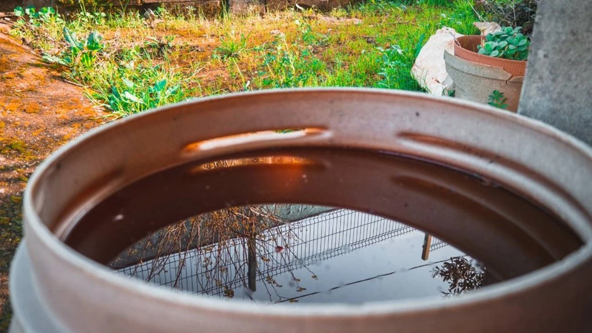 Por qué esa barrica oxidada en tu jardín es en realidad un imán de problemas, no de vida