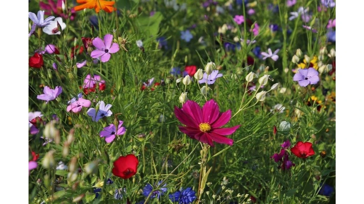 Tres flores de un año que florecen hasta el otoño y casi no necesitan cuidados