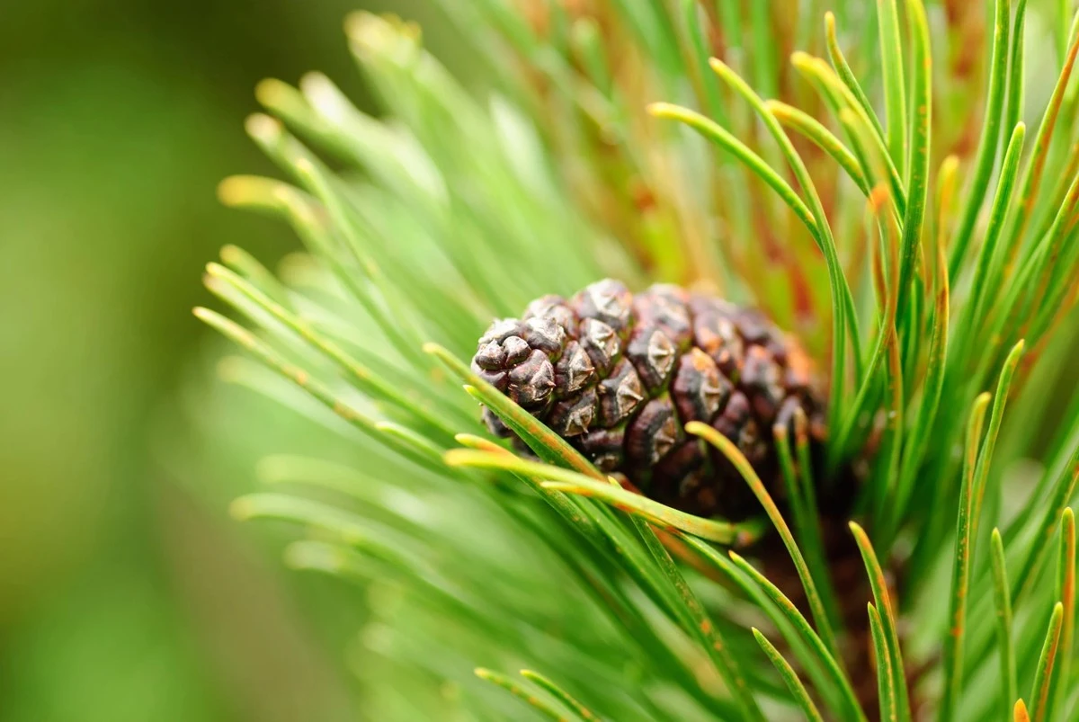 Vecinos letones transforman corteza de pino en 