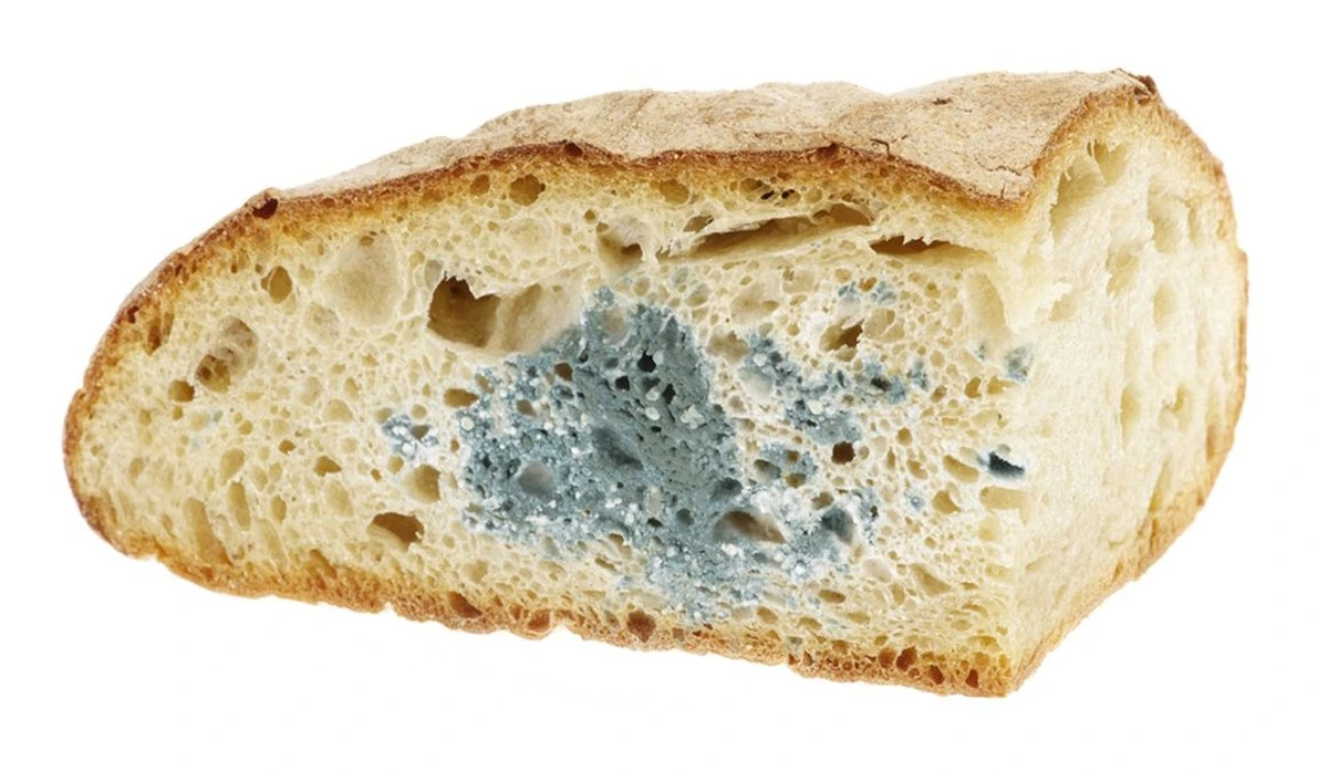 dejadetirarelpa-extra-1.webp Deja de tirar el pan con moho: mi tía Zita descubrió el secreto que tus tomates amarán - image 1