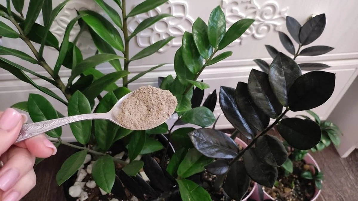 Cómo mi zamioculca pasó de ser un adorno a un jardín exuberante con un truco de mi vecina