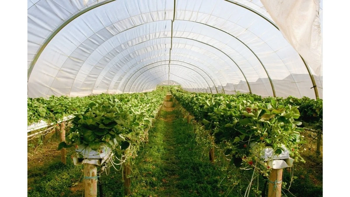 El truco de limpieza para invernaderos que ahorra dinero y químicos