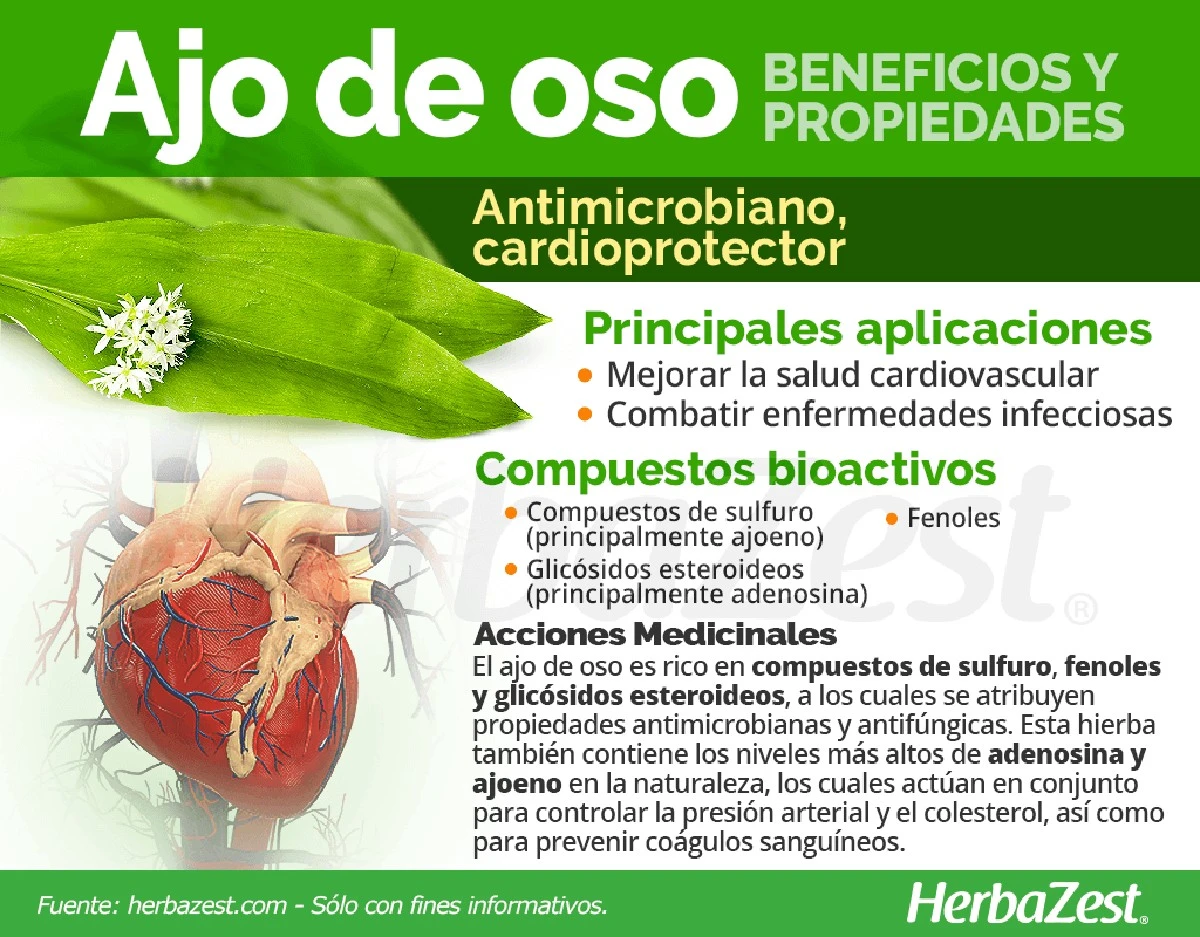 El oro verde del bosque: La infalible tintura de ajo de oso de mi abuela para desatascar tus arterias - image 1