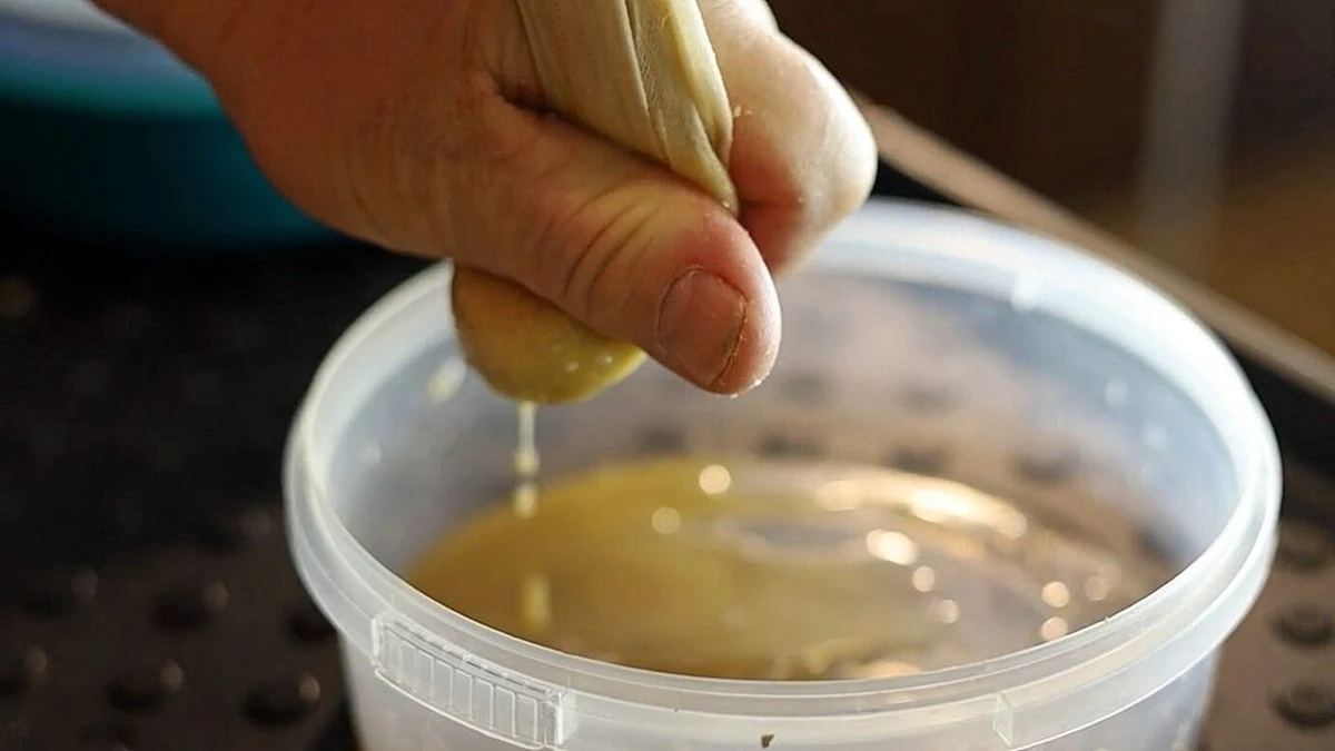 El "Agua de Vida" de mi Abuela: Semillas que Germinan en 3 Días y Sorprenden a los Vecinos