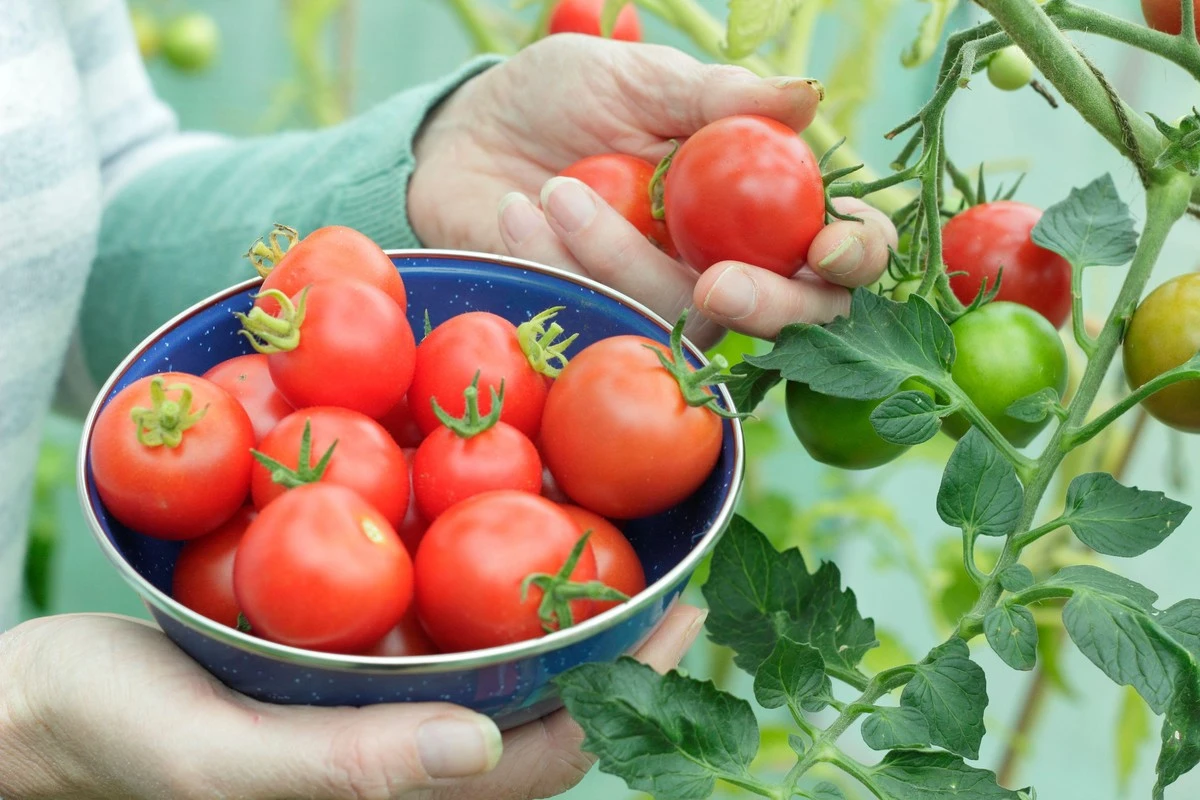Por qué tres tratamientos bastan para proteger los tomates del mildiu hasta las heladas - image 1