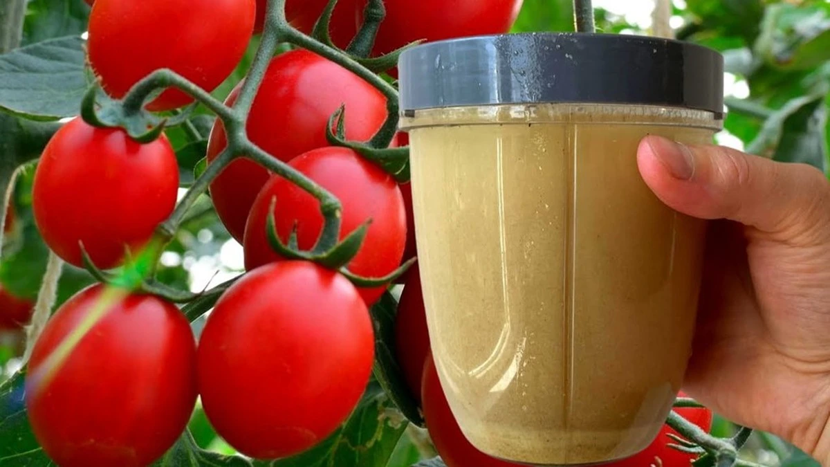 Por qué mi madrina compra levadura por docenas para sus tomates (y yo me equivoqué durante años)