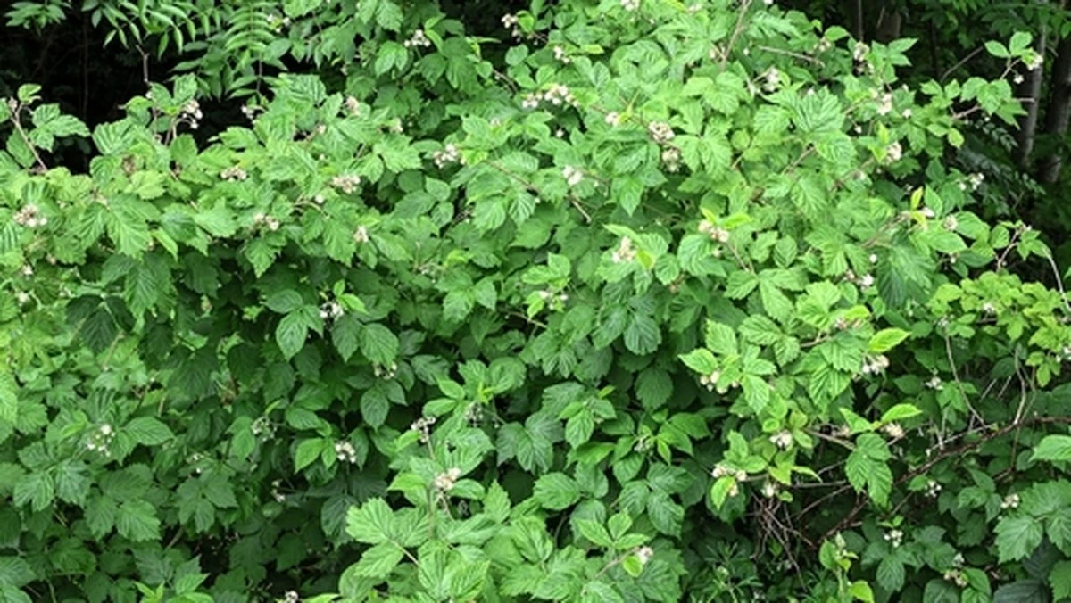 Por qué estas moras de tu jardín son un tesoro que tu médico confirmará