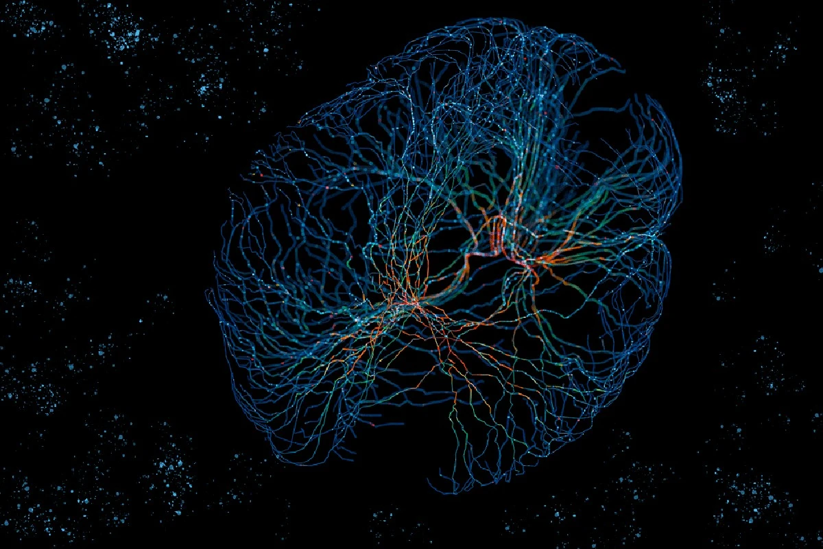 Por qué la inteligencia no está en una zona de tu cerebro, sino en sus conexiones - image 1