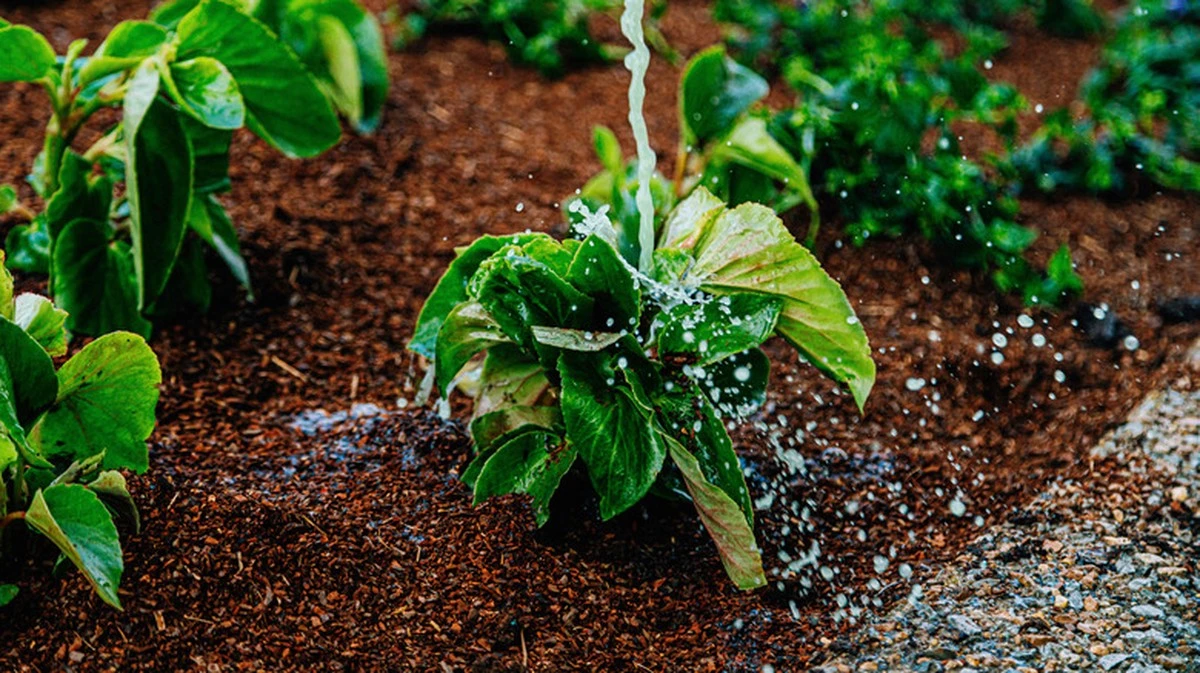 Por qué las plantas de mi jardín revivieron tras añadir esta mezcla de levadura - image 1
