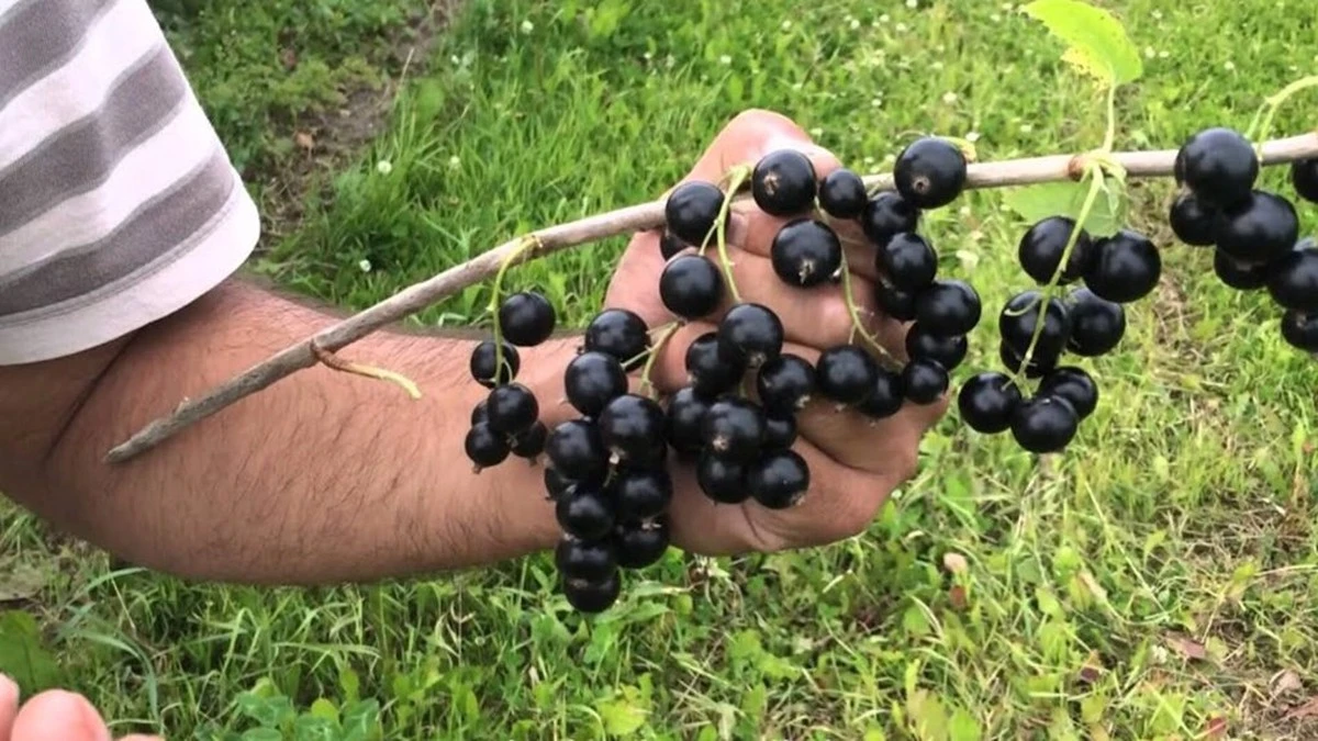La razón por la que tus grosellas no crecen: el truco de la fécula de patata