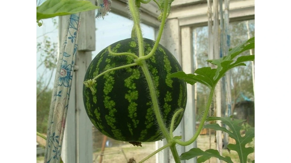 Cómo cultivar sandías de 23 kilos: 5 secretos que mis vecinos no creían posibles (y cómo lo logré)