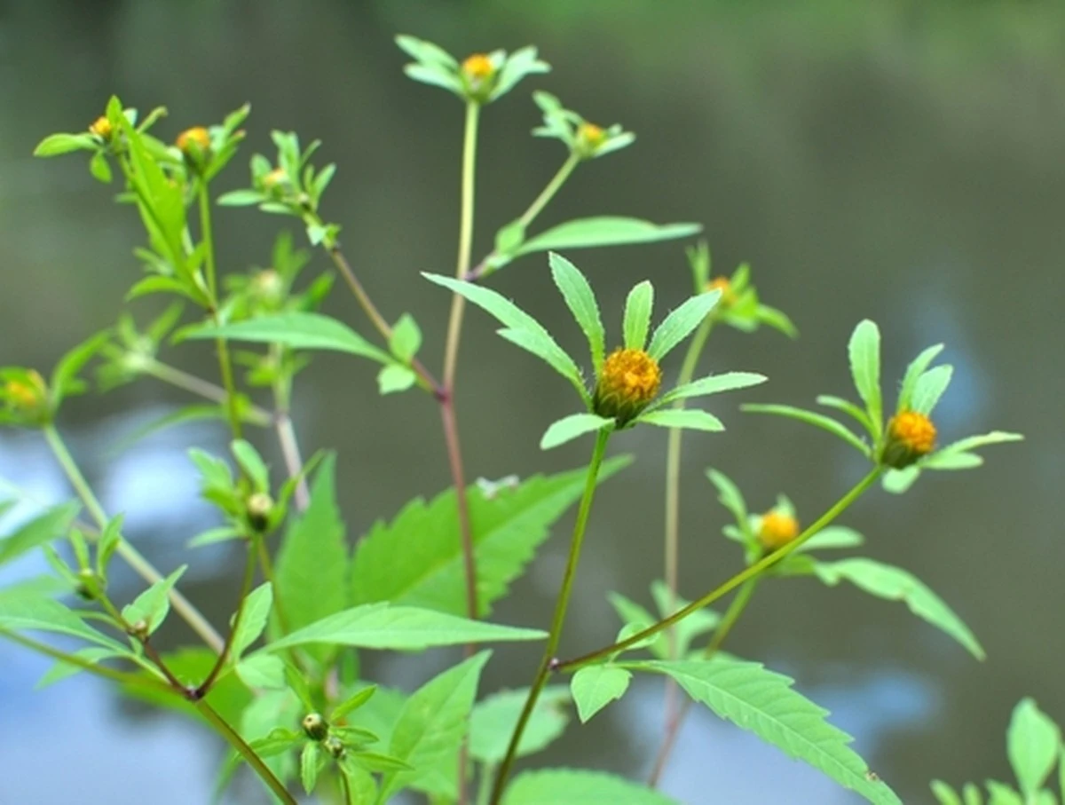 Cómo un ingrediente natural reavivará tu digestión y tu piel