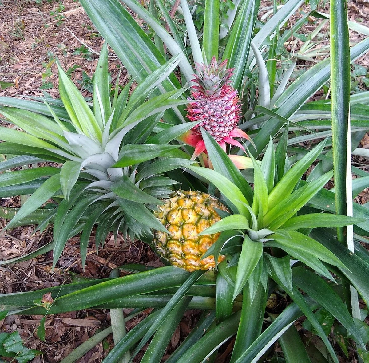 porquenodeberia-extra-1.webp Por qué no deberías tirar la corona de la piña a la basura - image 1